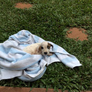 KCAW uses AKI donations to help Kingston's cats and dogs (July through October 2019)