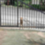 A brown puppy stands on his hind legs behind a black metal gate, peering through with a background of green foliage and asphalt street in Kingston in Jamaica.