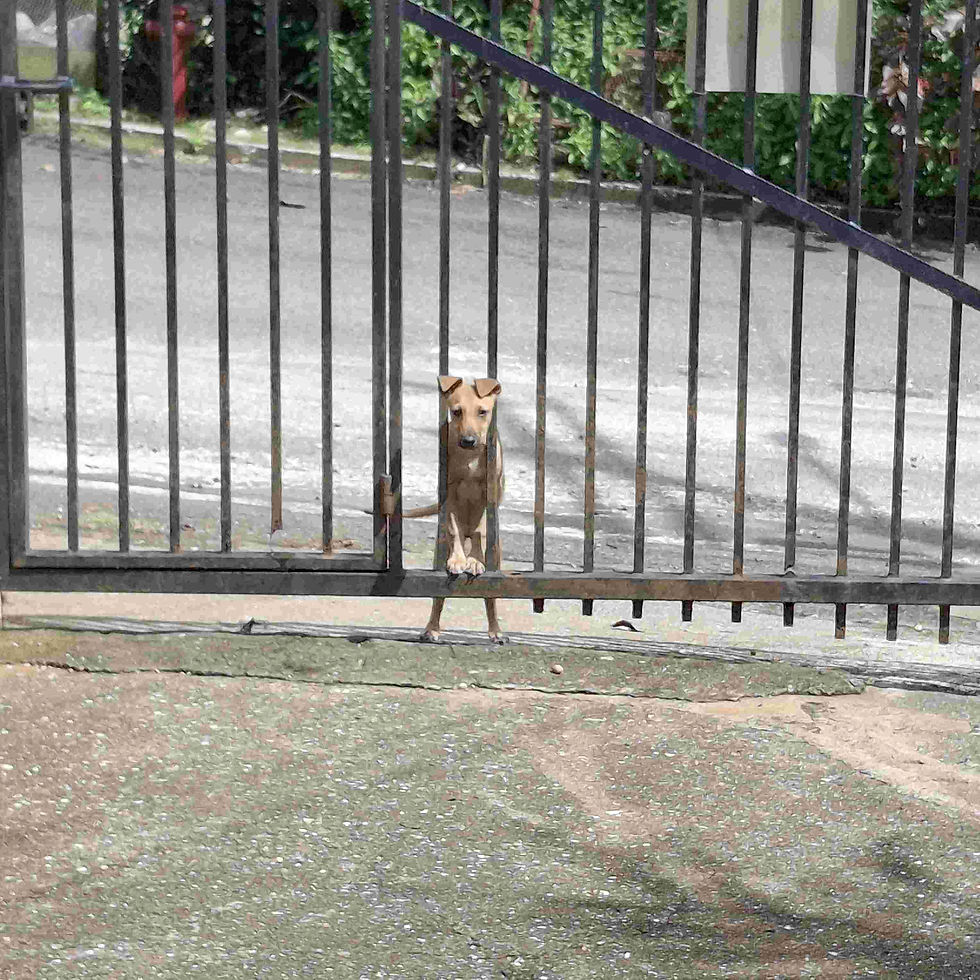 A brown puppy stands on his hind legs behind a black metal gate, peering through with a background of green foliage and asphalt street in Kingston in Jamaica.
