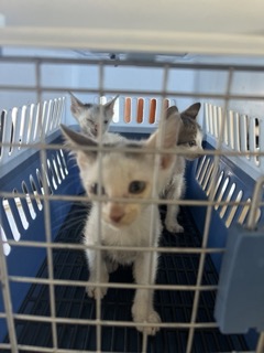 White kittens are sitting in a blue carrier.
