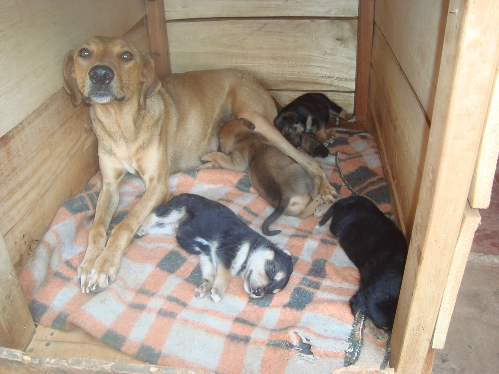 Mama & puppies 3 weeks after rescue