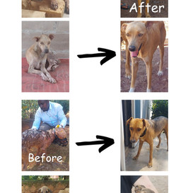 A flyer showing before rescue and after pictures of dogs in Tanzania.