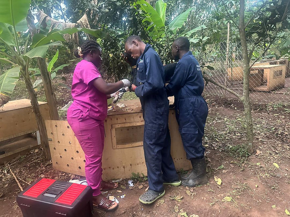 Three workers in blue and pink uniforms examine a small dog at an outdoor shelter in Uganda.