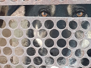 Save Animals-Armenia October 2021 News