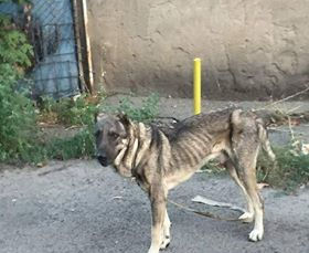 Save the Animals-Armenia Update