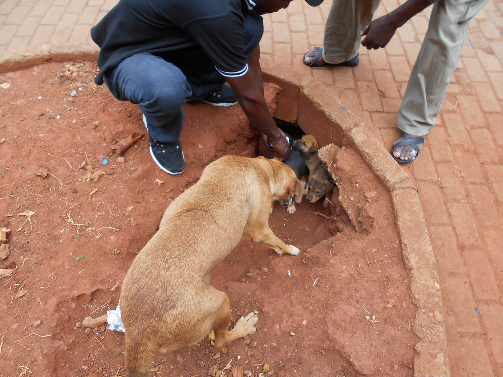 Mama and puppies rescuued from downtown Kampala