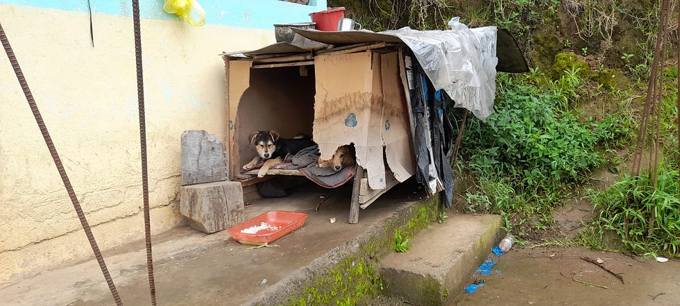 Two dogs rest in shabby dog house made of torn cardboard in Ecuador. 