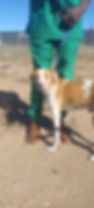 Dog on a leash with person in green scrubs in Namibia after receiving emergency veterinary care and ready to go home.