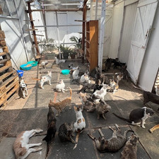 Many cats lounging around a sanctuary in Nairobi, Kenya.