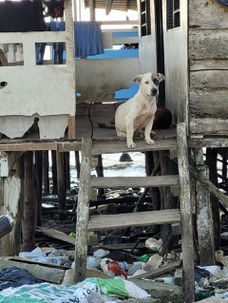 A white dog sitting on the step of a wooden cabin with the sea in the background in Colombia. 
