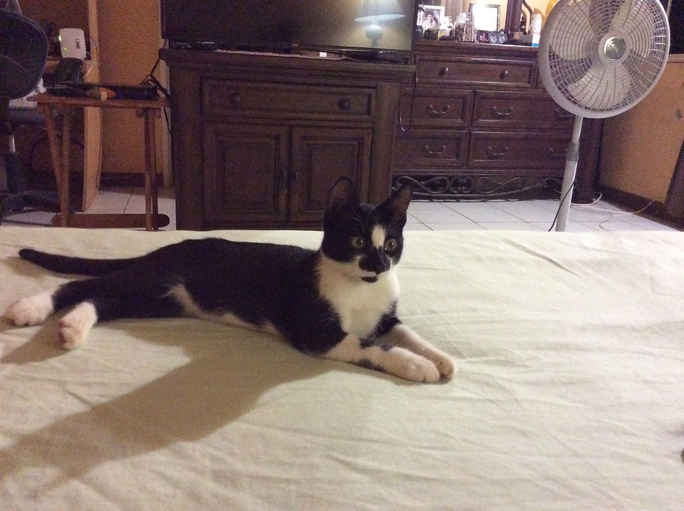 Earsey likes the bed