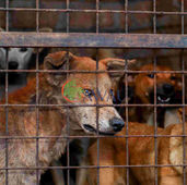 Several dogs stand behind a rusty metal pen in Uganda.