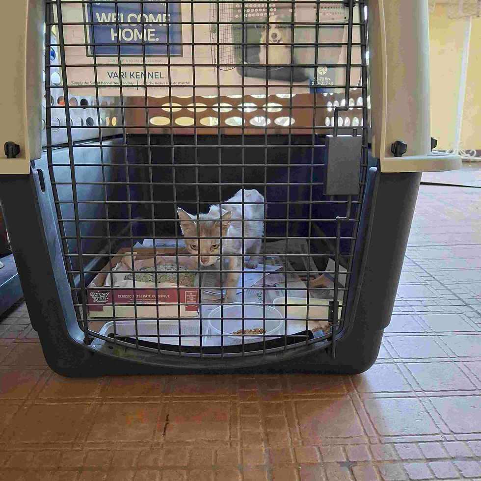 A cat in a carrier is looking out into a room with a sign above that reads Welcome Home in Kingston, Jamaica.