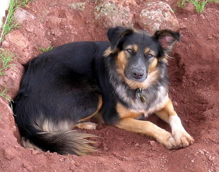 Roxy