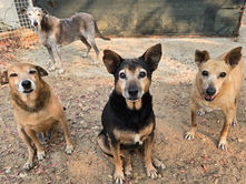 Four old dogs with three of them sitting in the front and one standing behind on dirt ground at the sanctuary in Zimbabwe.