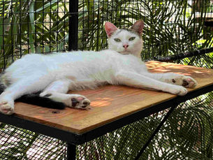 A white cat relaxing on a wooden shelf at a shelter in Haiti. 