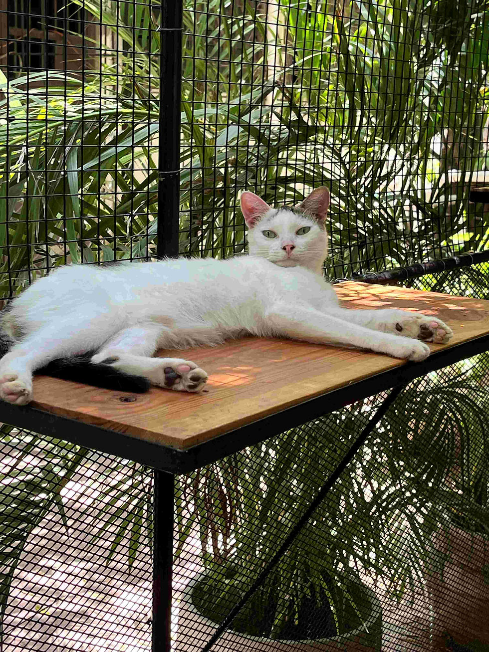 White cat lounging on a wooden shelf inside a wire enclosure, with lush green plants in the background at the FAV shelter in Haiti.