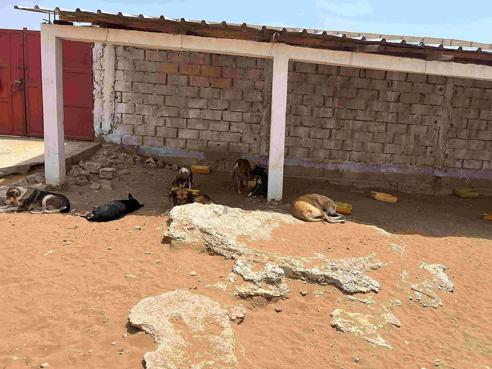 Several dogs sleep under a shaded brick shelter on sandy ground at the refuge in Senegal.
