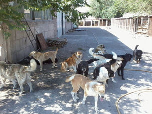 Save the Animals-Armenia: Saved thanks to AKI donors