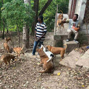 Two people and eight dogs of different colors and patterns outside with trees in the background in Haiti.