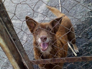 What's New at Save the Animals-Armenia?
