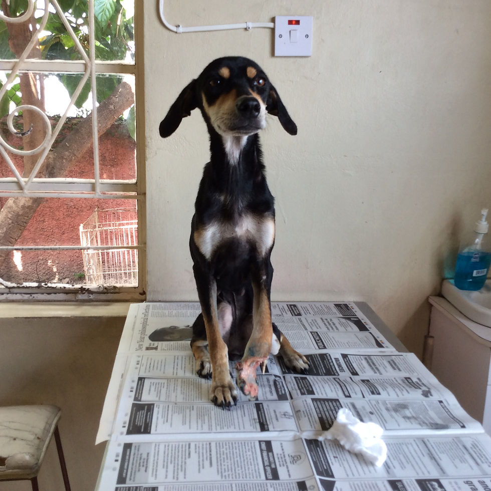 Sweet Ella at the vet office