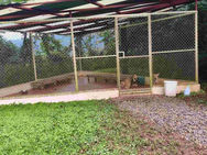 An outdoor tiled kennel with several dogs inside looking out sitting on a grassy area at the Animal Love Rescue Center in Costa Rica.