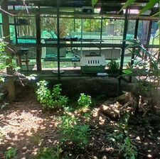 A screened pen with a cat crate inside in a tropical yard in Ghana.