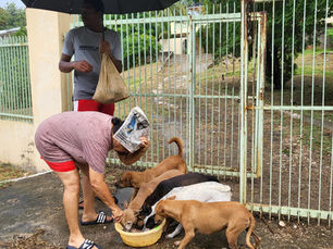 July 2024: Matching donation-please help, Jamaica hurricane, Ghana's horses