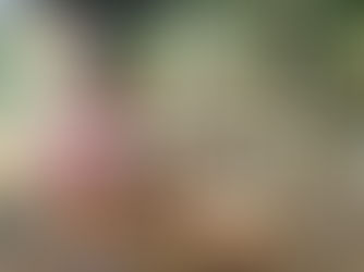 July 2024: Matching donation-please help, Jamaica hurricane, Ghana's horses