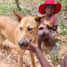 Animal Kind International in Zimbabwe Africa taking care of old dogs.