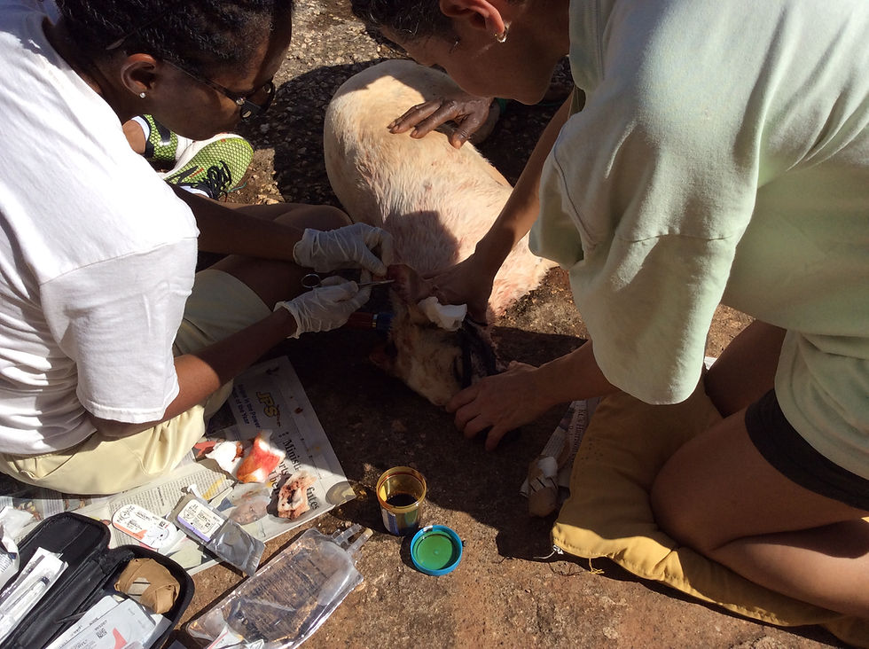 Gill and Debra work on the wild dog's ear