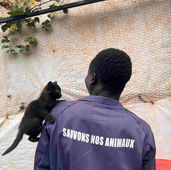 A black kitten perched on the shoulder of a man with his back to us against a white drape background at the animal shelter in Congo.