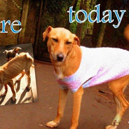 Your donations at work at the Mbwa wa Africa shelter