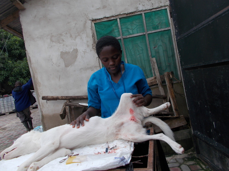 The TAWESO vet checks up on a dog who she recently neutered