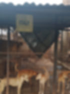 A kennel with four brown dogs standing and looking out and a piece of tin material falling from the roof at the Uganda SPCA.