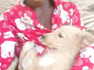 Humane Education is Making a Difference for Dogs and Cats in Liberia