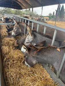 Donkeys eating hay from a trough in Israel.