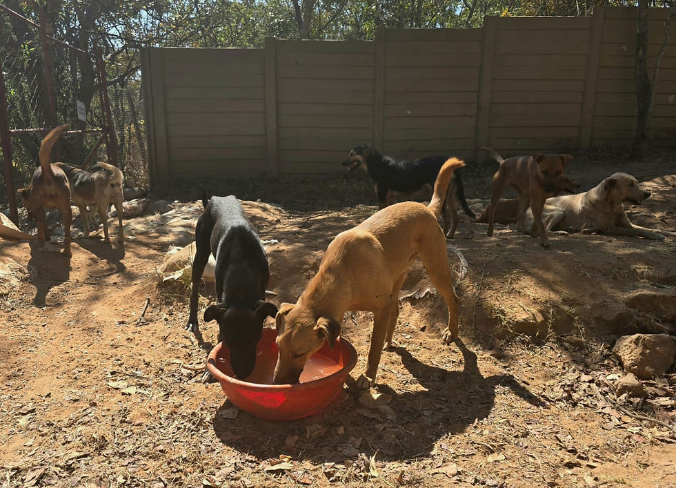 Several dogs drink from a large bowl in a dirt yard in Zimbabwe.