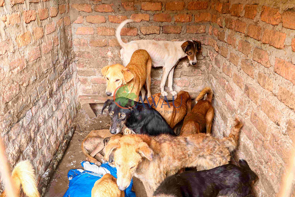 Several mixed-breed dogs crowd a small brick enclosure, huddled on the floor in Uganda.