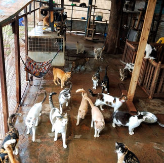 About 15 cats of all colors standing in the cat shelter at the Uganda SPCA.