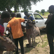 Animal Welfare Society of Cameroon: Helping Donkeys and the People who Rely on Them