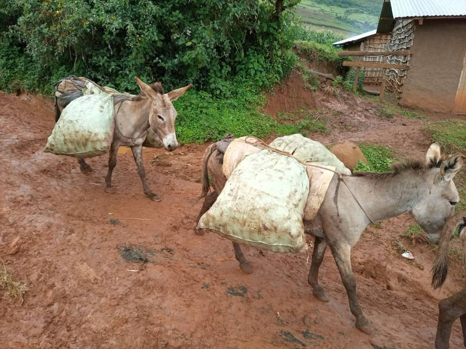 Bam Animal ClinicsUganda, helping donkeys in Kween & Bukwo, August