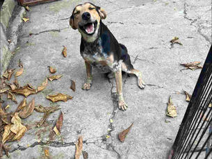 A black, tan, and white dog sitting on conrete looking very happy in Haiti.