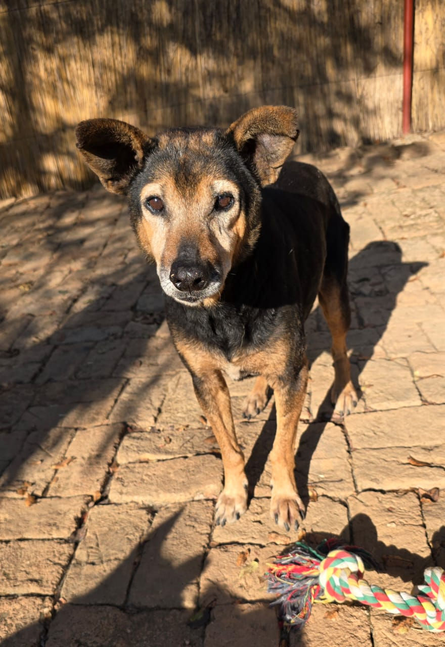 Black and tan dog stands on a sunlit stone patio in Zimbabwe.