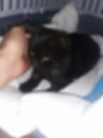 Small black cat in a carrier needed emergency veterinary care in Namibia.