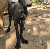 A sweet looking black dog who is very skinny and standing on dirt ground in Zimbabwe.