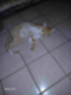 Orange and white cat on the floor who was spayed by Kingston Community Animal Welfare.
