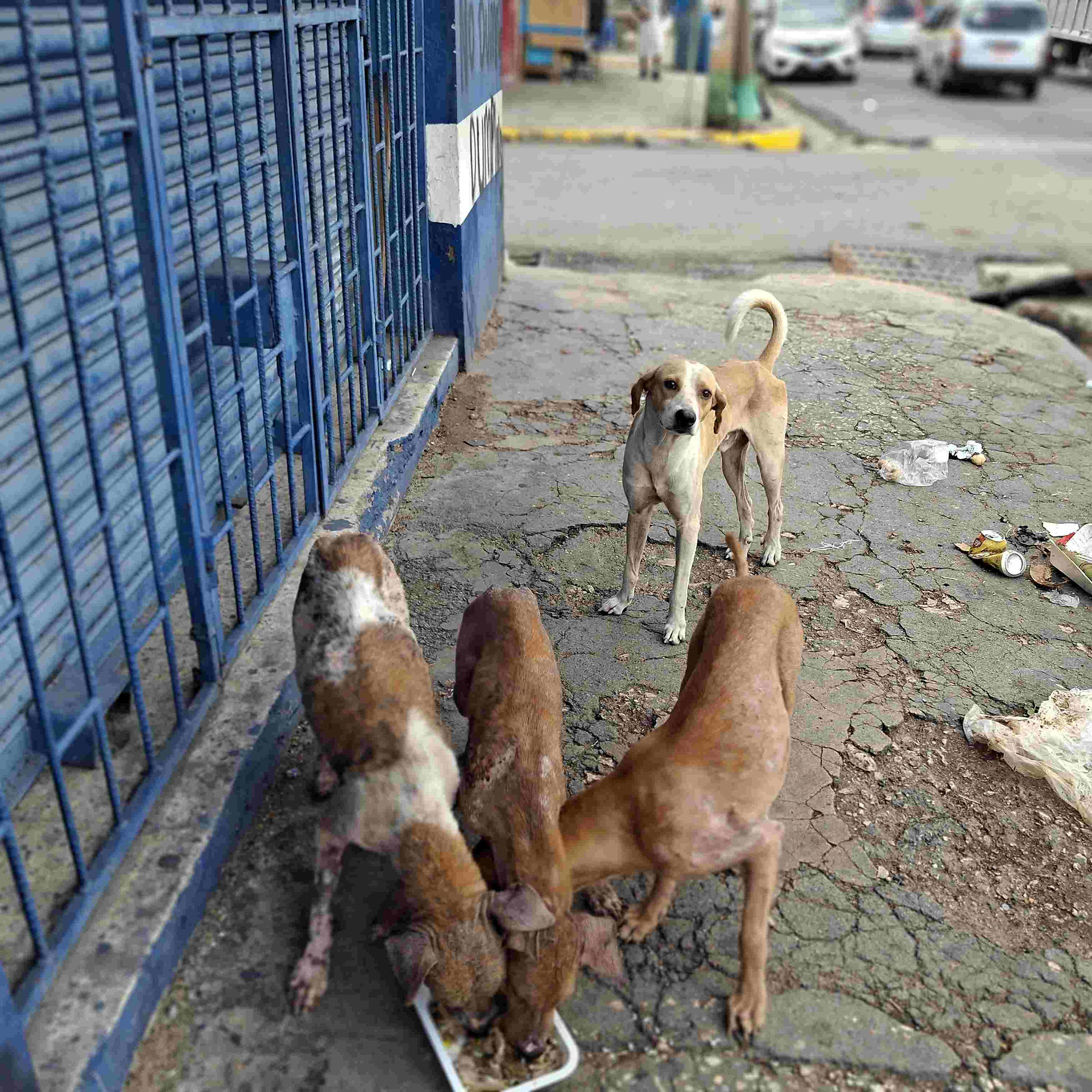 Three dogs eat from a tray on a sidewalk while another looks on from behind in Jamaica. 
