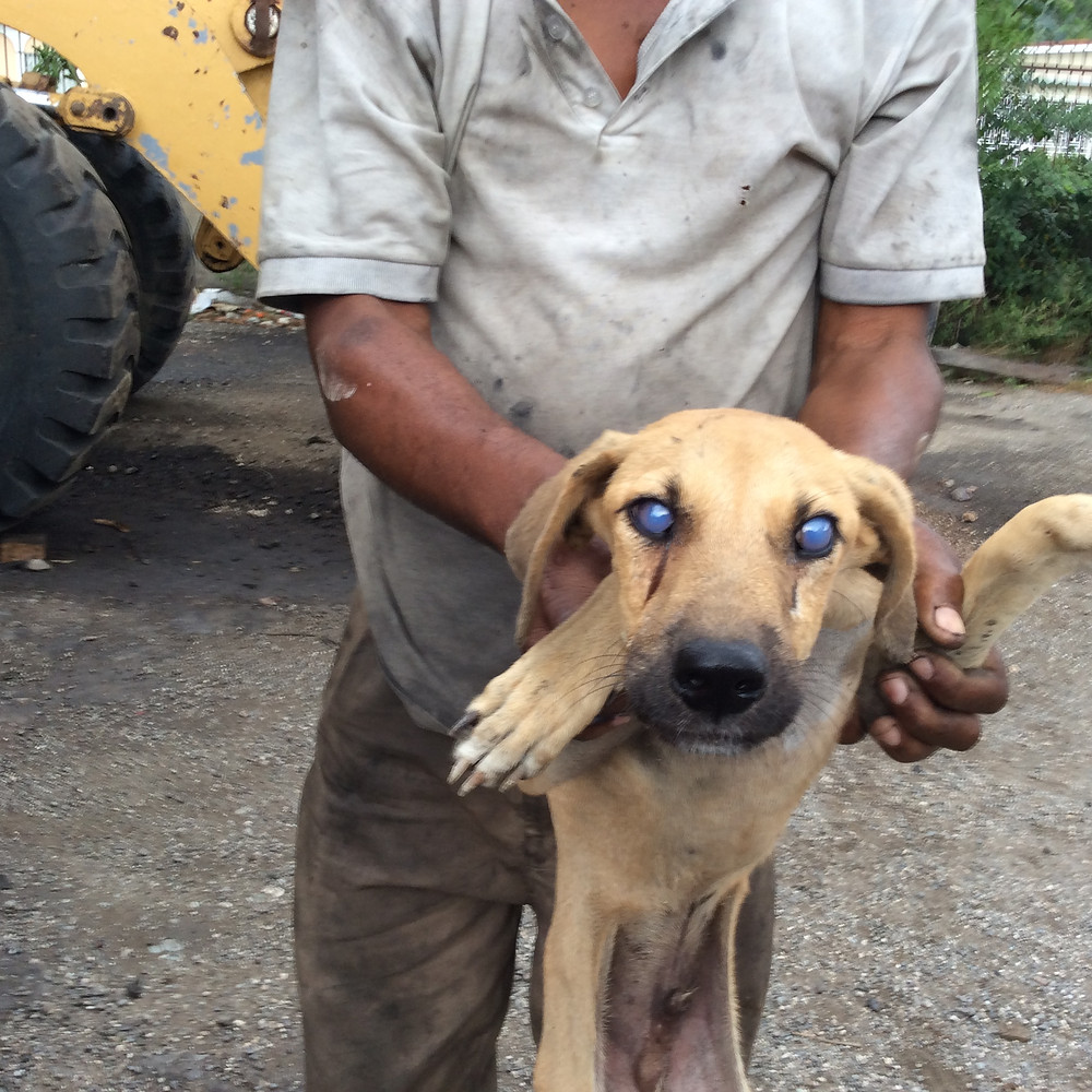 Blind dog that lived at the machinery garage, rescued by Deborah